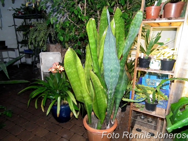 Sansevieria grandis Jätte svärmorstunga